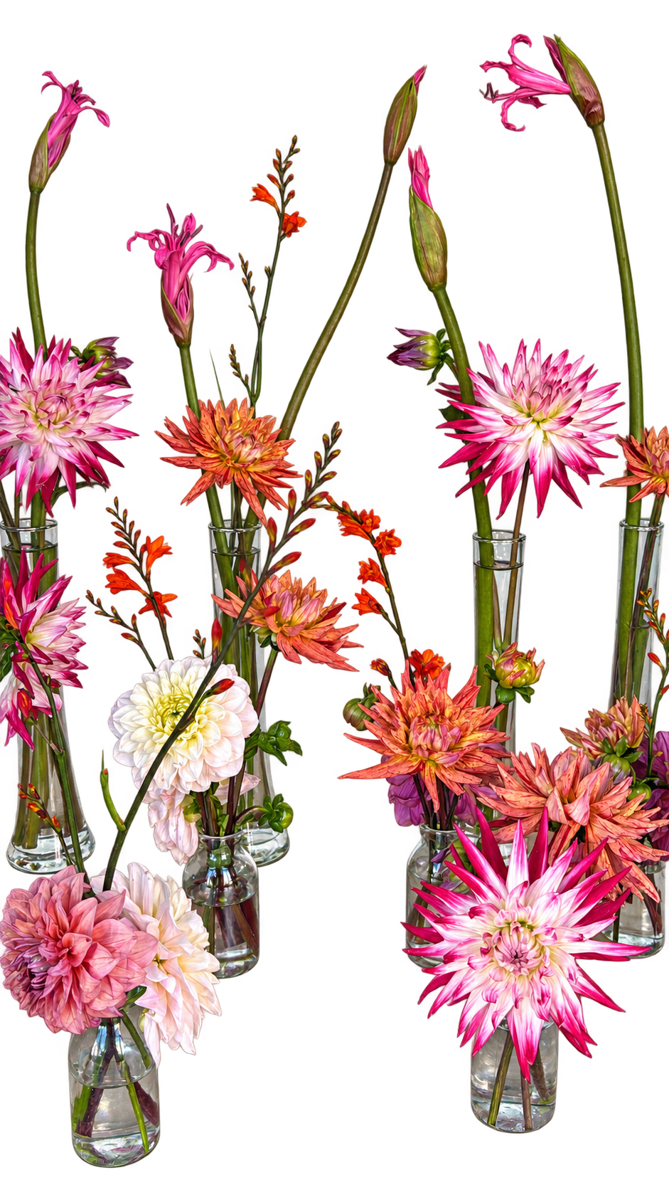 Dahlias roses et orangés aux longues tiges dans plusieurs vases