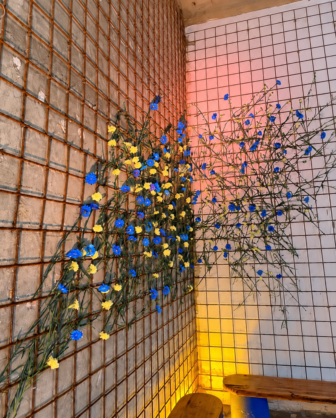 Installation aérienne de fleurs bleues et jaunes contre un mur de briques de verre